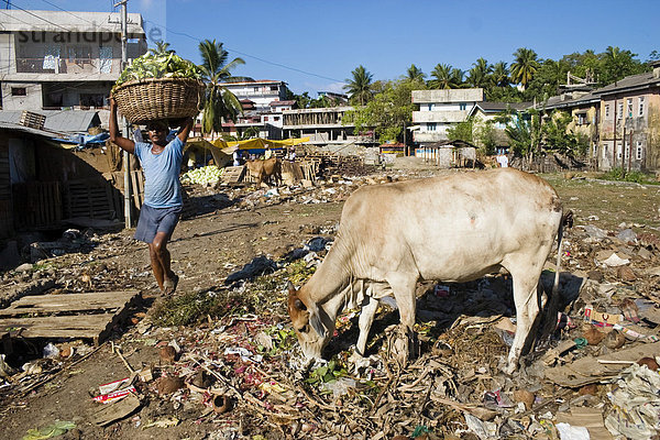 Heilige Kuh in Wohngebiet von Port Blair  Andamanen  Indien  Südasien