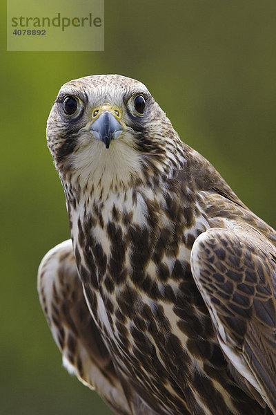 Sakerfalke  Saker oder Würgfalke (Falco cherrug)