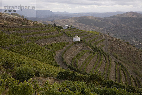 Weinberg des Önologen Rui Madeira der Kellerei CARM und VDS  Gebiet des Douro Superior  Nordportugal  Portugal  Europa