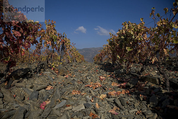 Weinberg Quinta das Verdelhas des Önologen Rui Madeira der Kellerei CARM und VDS  Gebiet des Douro superior  Nordportugal  Portugal  Europa