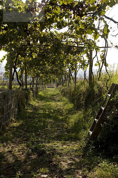 Weinberg Pazo d'Anha  Anbau der Trajadura Trauben für Anselmo Mendes Vinho Verde Wein  Minho Gebiet  Region Nordportugal  Portugal  Europa