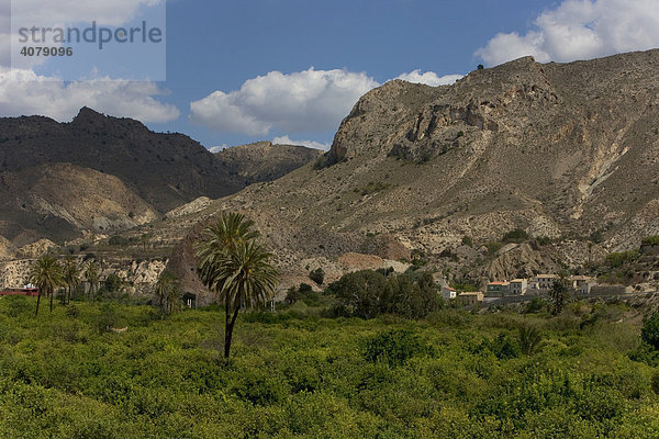 Landwirtschaft im Valle de Ricote  bei Archena  Region Murcia  Spanien  Europa