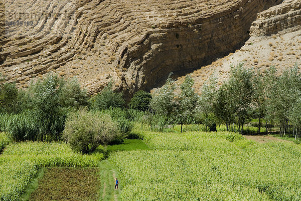 Agrarfelder vor Felswand  Gorges du Dades  Marokko  Afrika