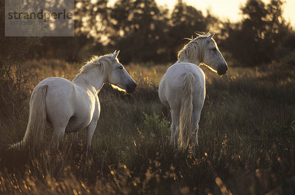 Zwei weiße Pferde  Camargue Pferde  im Gegenlicht  Camargue  Frankreich  Europa