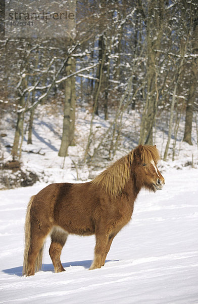 Island Pferd auf einer verschneiten Koppel  Köln  Nordrhein-Westfalen  Deutschland  Europa