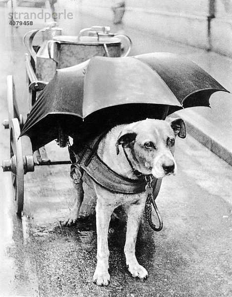 Hund mit Regenschirm über dem Kopf  historische Aufnahme  ca. 1930