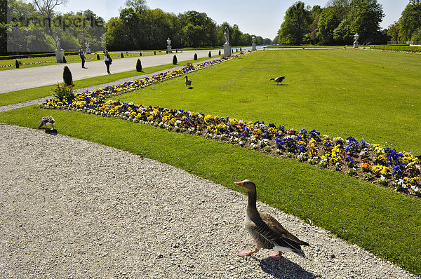 Graugänse (Anser anser) im Park von Schloss Nymphenburg  München  Bayern  Deutschland  Europa