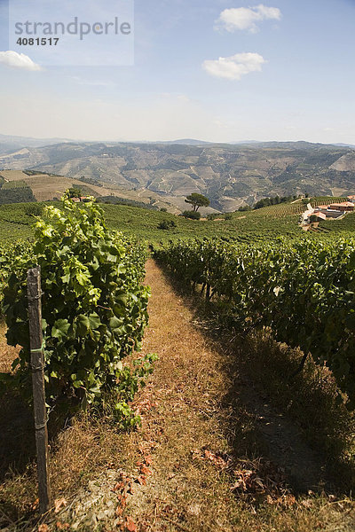 Aussicht auf das Dourotal und Weinberge in Nordportugal