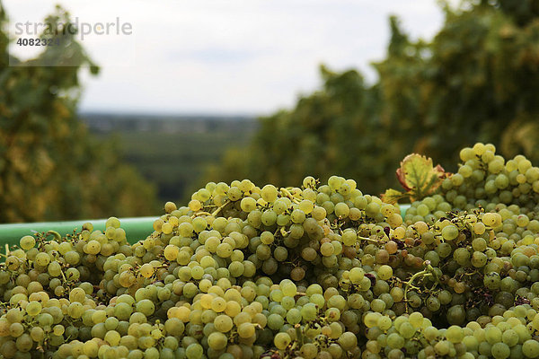 Weisse Trauben nach der Weinlese  Südpfalz  Pfalz  Rheinland-Pfalz  Deutschland