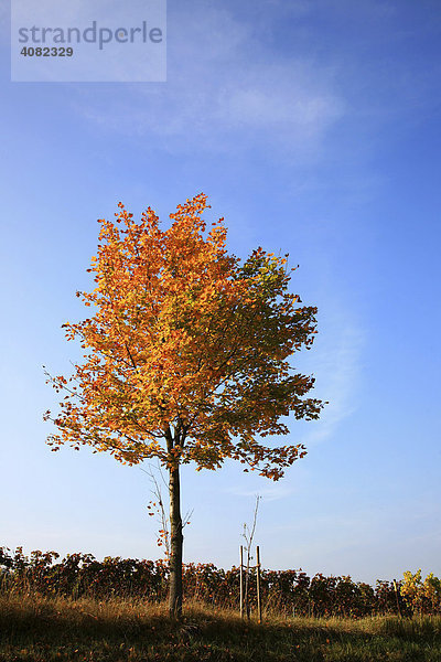 Herbstlich gefärbter Baum am Rande eines Weinfeldes  Südliche Weinstrasse  Südpfalz  Pfalz  Rheinland-Pfalz  Deutschland
