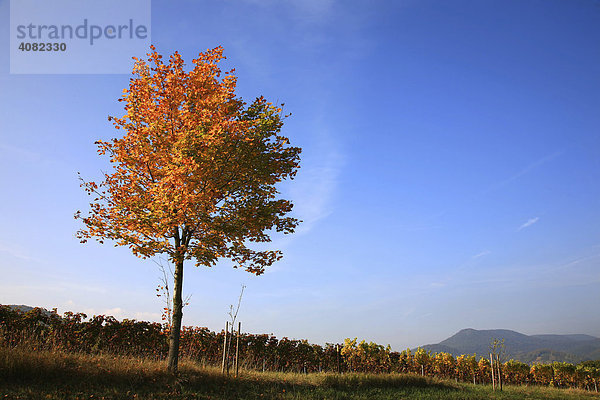 Herbstlich gefärbter Baum am Rande eines Weinfeldes   Südliche Weinstrasse  Südpfalz  Pfalz  Rheinland-Pfalz  Deutschland