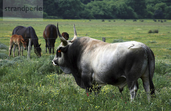 Stier im Naturschutzgebiet Maremma  Toskana  Italien