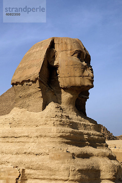 Die grosse Sphinx  Gizeh  Kairo  Äygpten  Afrika
