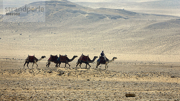 Kamele in der Wüste  Gizeh  Kairo  Ägypten  Nordafrika  Afrika