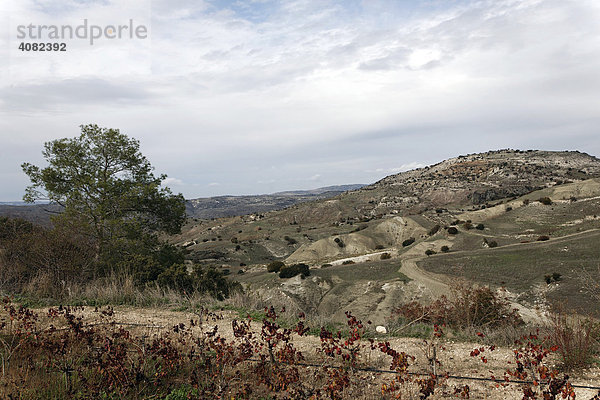 Weinanbau  Troodosgebirge  Zypern