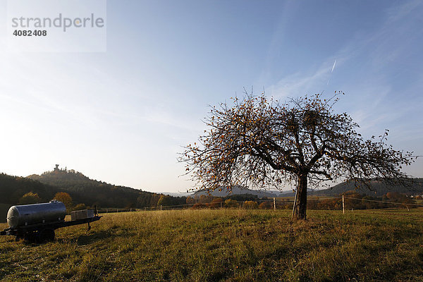 Apfelbaum im Herbst im Pfälzer Bergland  Pfalz  Rheinland-Pfalz  Deutschland