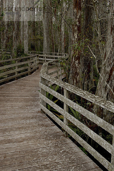 Holzsteg im Corkscrew Swamp Sanctuary  Florida  USA