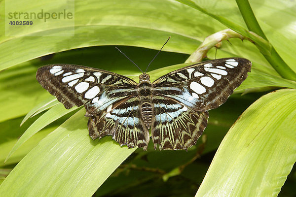 Asiatischer Schmetterling  blauer Scheckenfalter (Melitaea athalia)