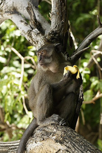 Langschwanzmakak (Macaca fascicularis)  Monkey beach  Ko Phi Phi Don  Thailand