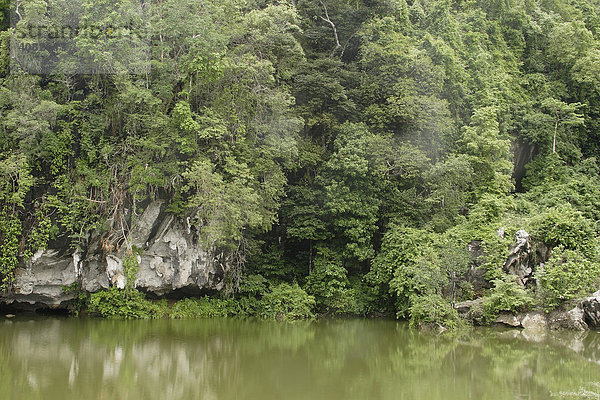 Dschungel im Khao Sok Nationalpark  Thailand