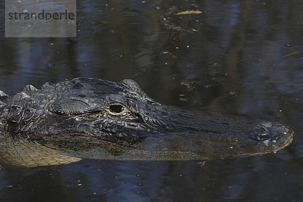 Alligator im Everglades Nationalpark  Florida  USA