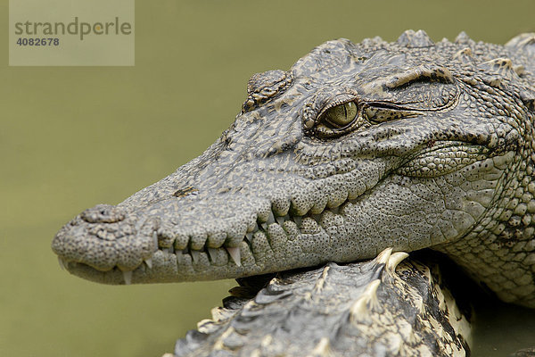 Siam-Krokodil (Crocodylus siamensis)
