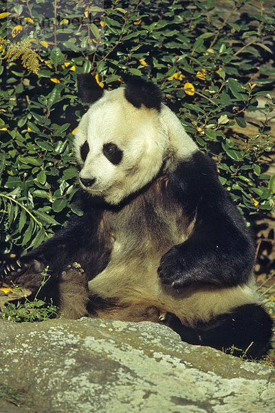 Grosser Panda  (Ailuropoda melanoleuca)