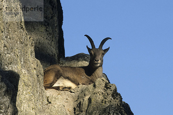 Steinbock  (capra ibex)
