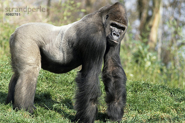 Gorilla  Flachlandgorilla  (gorilla gorilla)