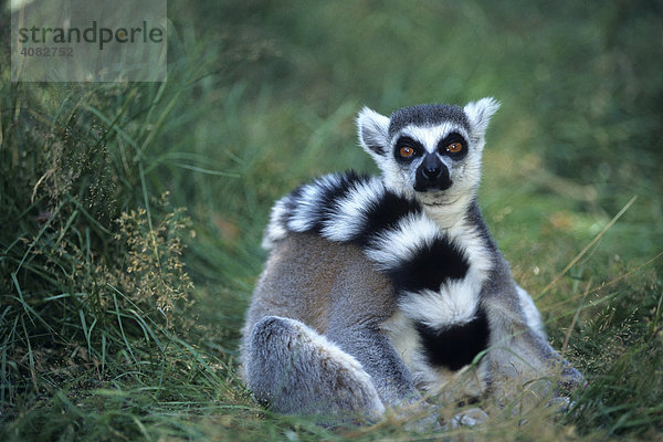 Katta  Lemuren  (lemur catta)