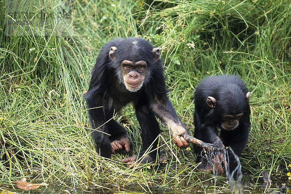 Schimpanse  (pan troglodytes)
