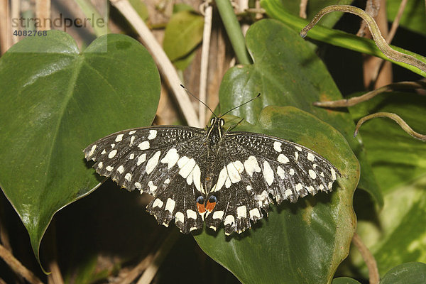 Tropischer Schmetterling  Zitronenschmetterling  (Papilio demodocus)
