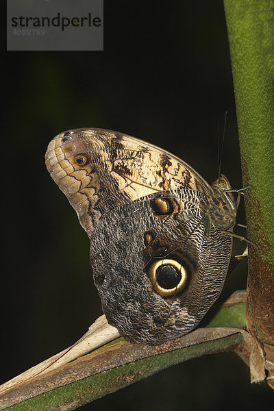 Tropischer Schmetterling  Bananenfalter (Caligo eurilochus)