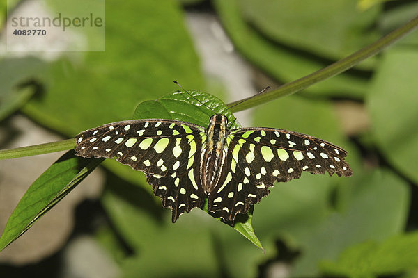Tropischer Schmetterling  Vogelflügler (Trogonoptera brookiana)
