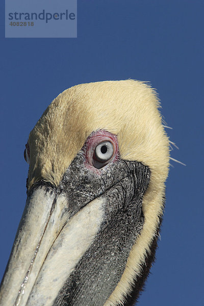 Brauner Pelikan  (Pelicanus occidentalis)