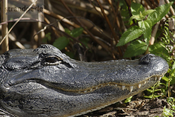 Portrait eines Alligators  Everglades  Florida  USA