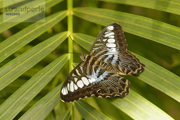 Blauer Scheckenfalter [Melitaea athalia]  tropischer Schmetterling  Malaysia