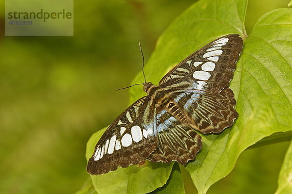 Blauer Scheckenfalter  tropischer Schmetterling  Malaysia