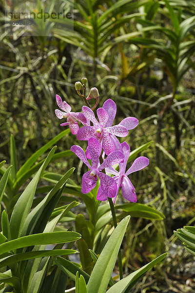 Tropische Orchidee  (blettilla striata)  Süd-Ost-Asien  Thailand