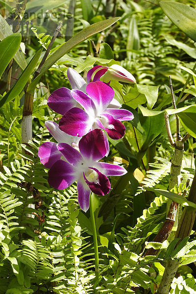Tropische Orchidee  (dendrobium bigibbum)  Süd-Ost-Asien  Thailand