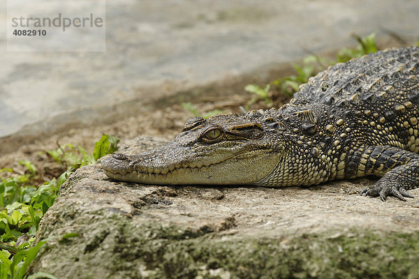 Siam-Krokodil (Crocodylus siamensis)  Khao Yai Nationalpark  Thailand