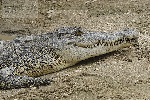 Siam-Krokodil (Crocodylus siamensis)  Khao Yai Nationalpark  Thailand