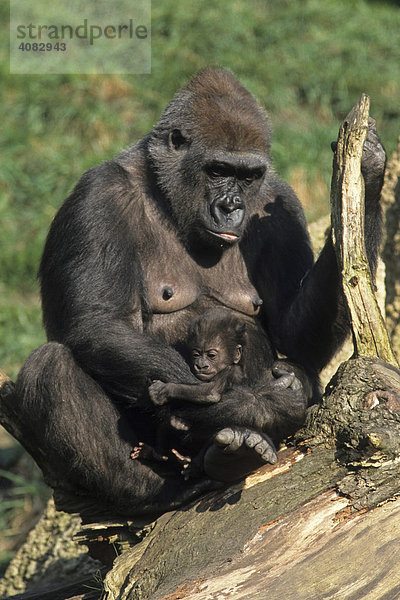 Flachlandgorilla (Gorilla gorilla)