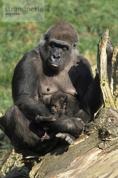 Flachlandgorilla (Gorilla gorilla)
