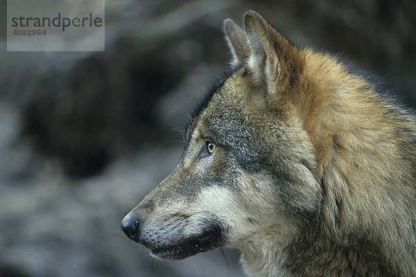Wolf  grauer Wolf  (Canis lupus)