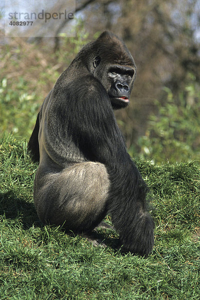 Gorilla  Flachlandgorilla (Gorilla gorilla)  captive