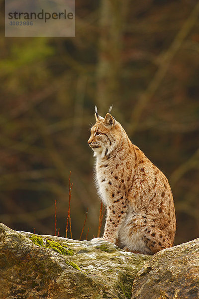 Europäischer Luchs (lynx lynx)