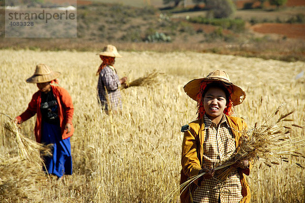 Frauen bei der Ernte von Weizen auf dem Feld bei Pindaya Shan State Burma