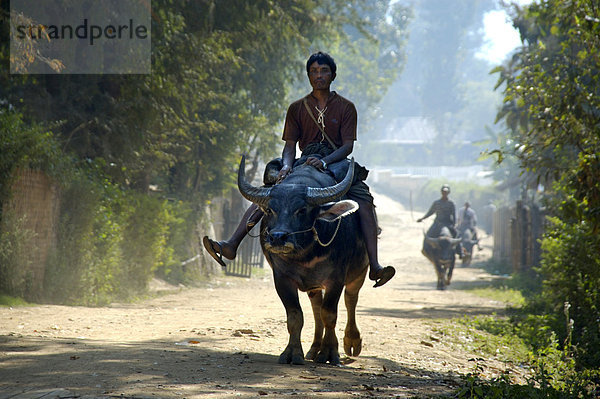 Männer reiten auf Wasserbüffeln Meaing Thauk Shan State Burma