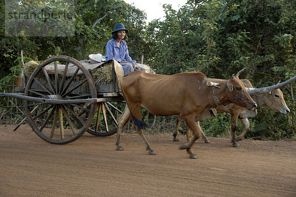 Archaischer Transport Frau auf Ochsenkarren bei Kompong Thom Kambodscha